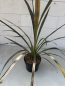 Preview: Keulenlilie Electric Star ® - Cordyline banksii Electric Star ® - 40-60cm